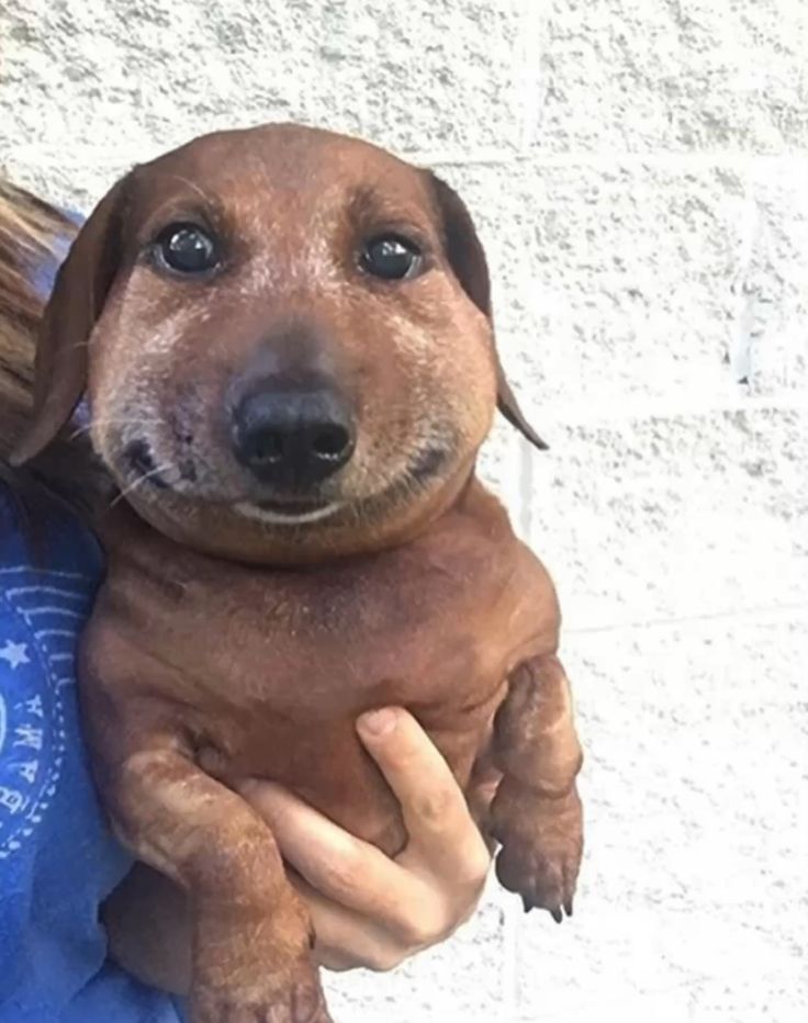 Berry Hibiscus Bubble Tea